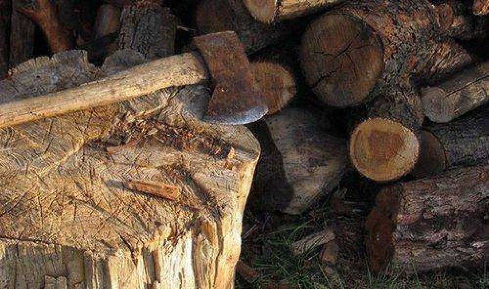 Abor�genes enfrentados por la tala 