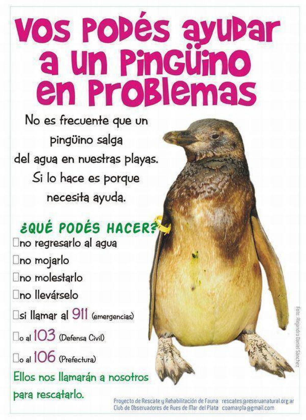 Difunden medidas acerca de c�mo ayudar a los pinguinos