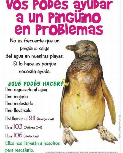 Difunden medidas acerca de c�mo ayudar a los pinguinos