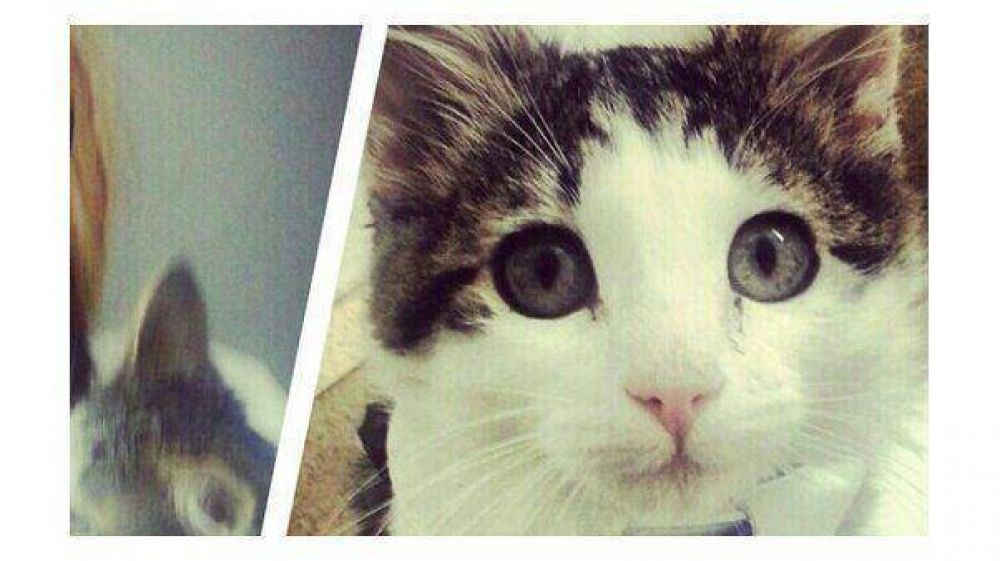 Hospitalizan a tres personas por el ataque de este gatito dom�stico