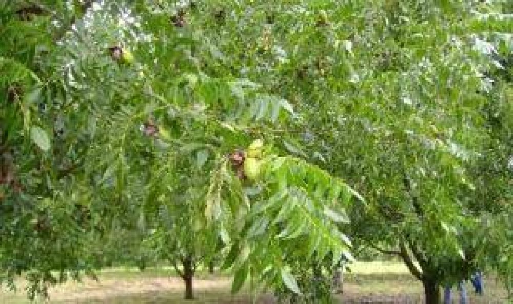 San Pedro: Procesadora de plantas de Nogal Pec�n