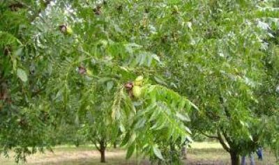 San Pedro: Procesadora de plantas de Nogal Pec�n