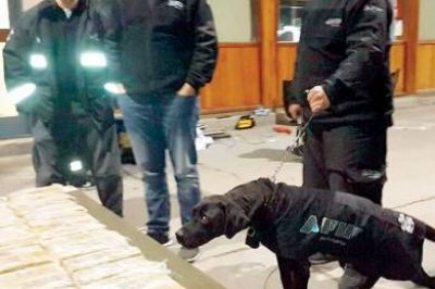 El can Kenay detect� 115 kilogramos de marihuana en el Paso Internacional Cardenal Samor�