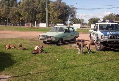 Aprehenden a cinco �galgueros� con carne de avestruz y liebre