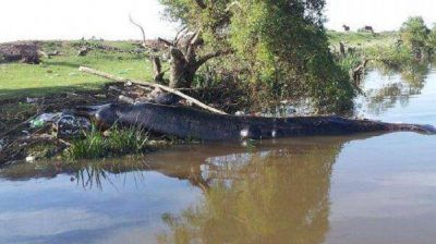 Hallan muerta a una ballena en la costa del R�o de la Plata a la altura de Berazategui