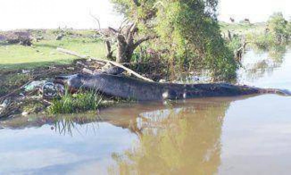 Hallaron una ballena muerta en el r�o a la altura de Berazategui