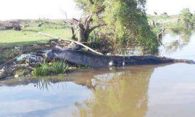 Hallaron una ballena muerta en el r�o a la altura de Berazategui