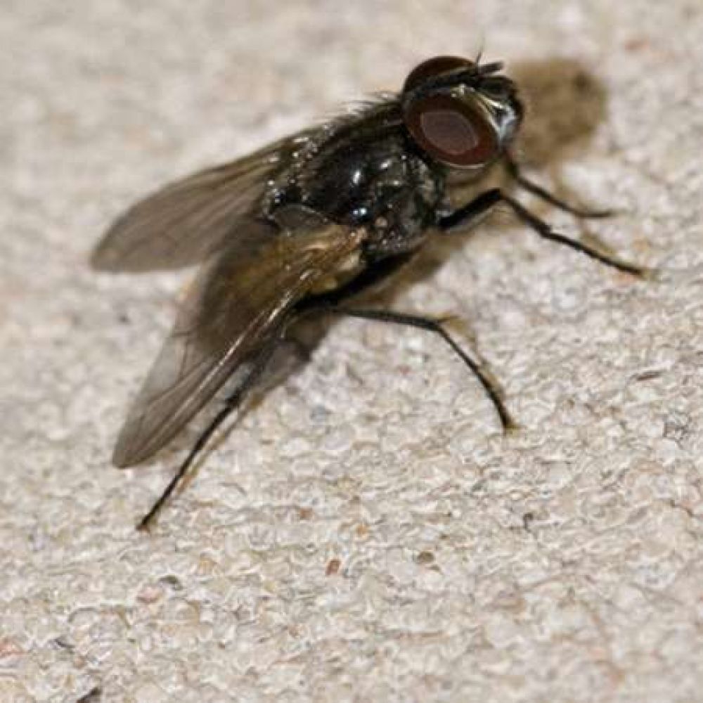 Realizan fumigacin para erradicar mosca domstica