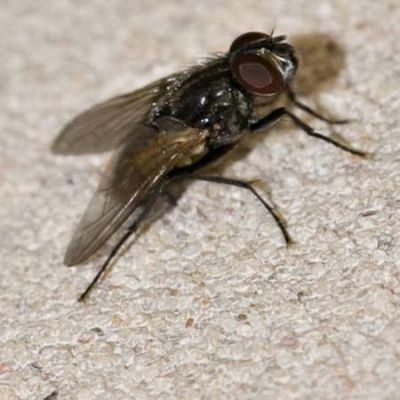 Realizan fumigaci�n para erradicar mosca dom�stica