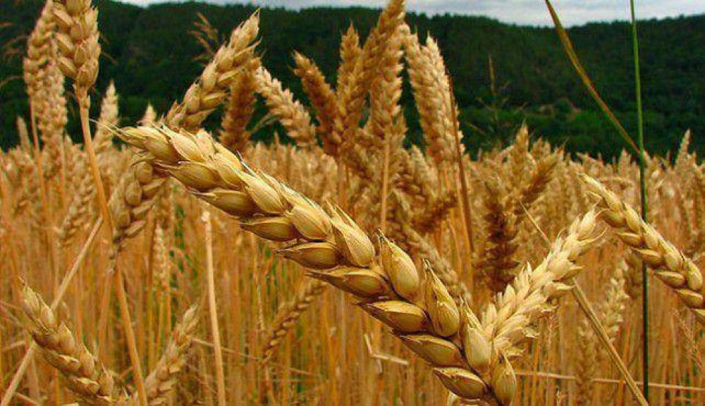 Productores pidieron liberar la exportacin de trigo