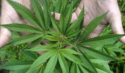 Hallan plantas demarihuana a metros del r�o las Tumanas