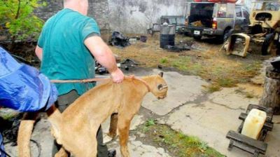 Se despert� y encontr� un puma en la parrilla de su casa