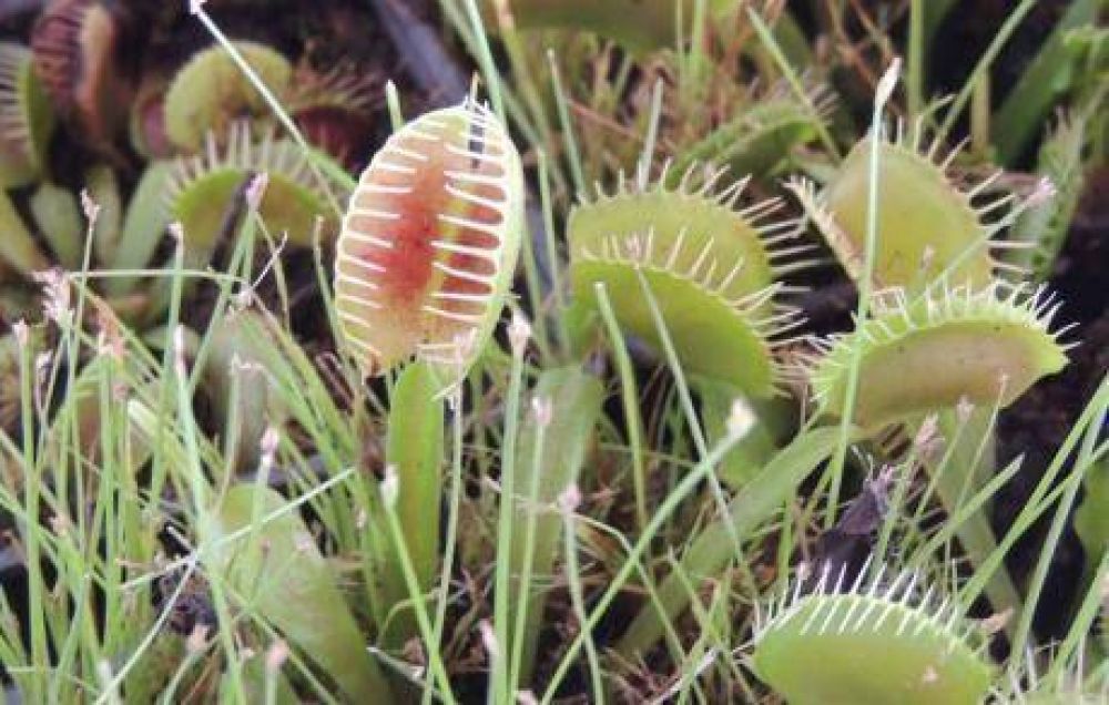 Plantas exticas: crece el inters y las ventas en Crdoba