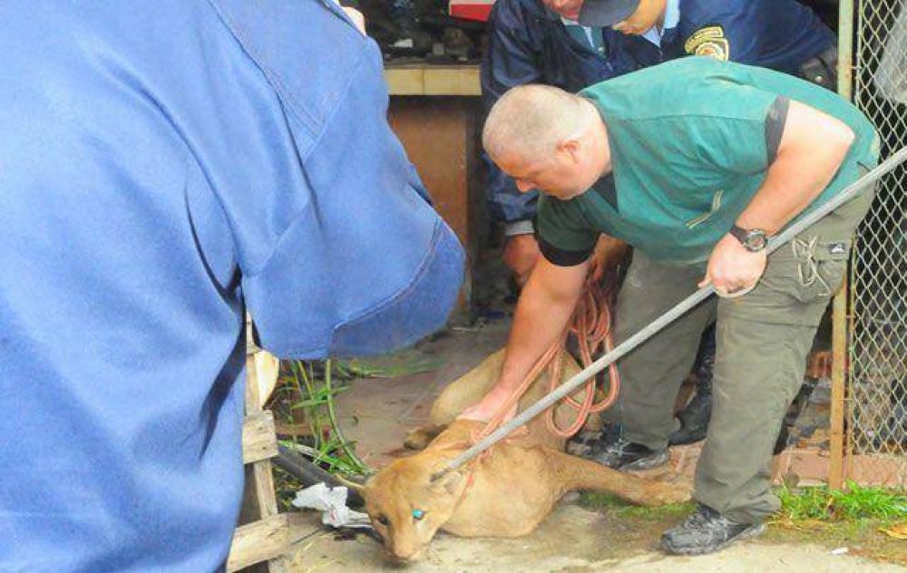Lograron capturar al puma que tuvo en vilo a San Francisco