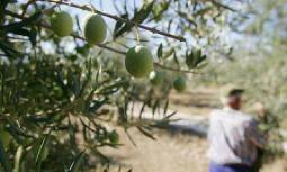 $12 millones para financiar productores oliv�colas en emergencia