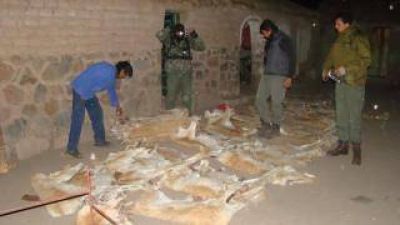 Secuestran cuarenta y siete cueros de vicu�a