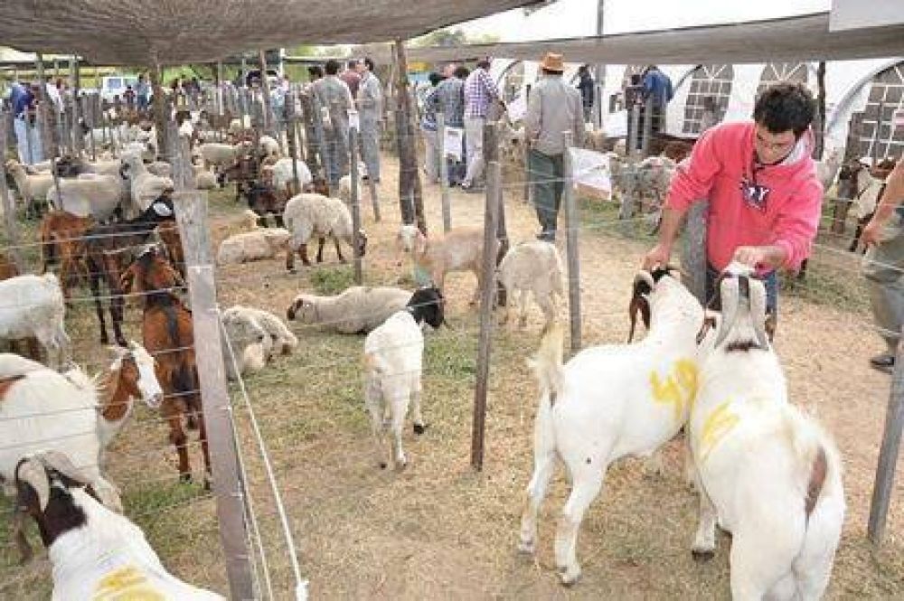 Nueva edici�n de la Expo Feria de Ganado Menor y Aves de Corral