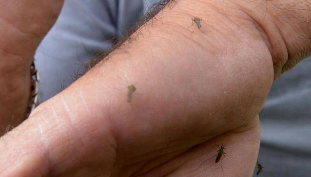 C�rdoba, invadida de mosquitos por causa de las lluvias