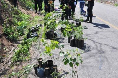 Plantar�n 300 �rboles en la avenida Circunvalaci�n Oeste