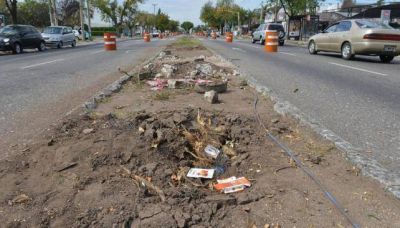S�lo Bus: se sacar�n 131 �rboles de la N��ez y se plantar�n 140