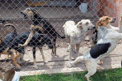 Denuncian que Buenos Aires no cumple la ley protecci�n animal