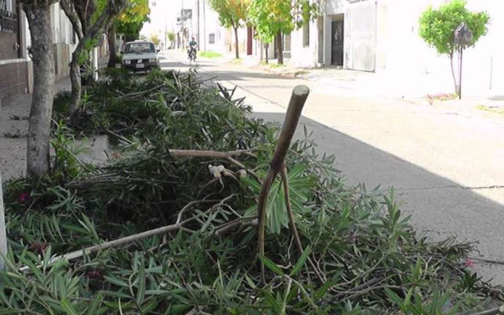 Intensifican la recolecci�n de ramas