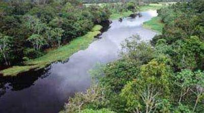 Pagar�n a agricultores para que planten �rboles en el Amazonas.
