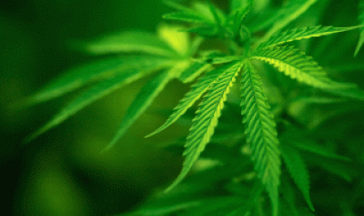 La Juventud Radical platense pidi� legalizar el consumo de marihuana
