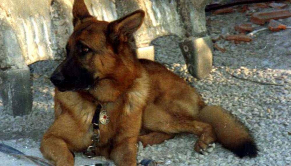 Una mujer muri� tras ser mordida por un perro en su casa de barrio Villa Alberdi