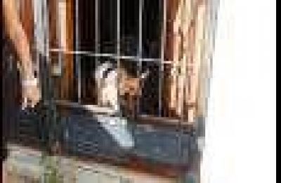 Rescataron a un perro que viv�a encerrado en una casa en construcci�n en avenida Ram�rez