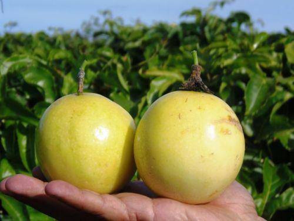 Mburucuj�, una alternativa para diversificar la producci�n 