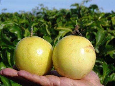 Mburucuj�, una alternativa para diversificar la producci�n 