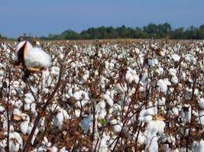 La provincia insistir� en modificar pautas de distribuci�n del Fondo Algodonero