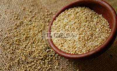 Buscan desarrollar el cultivo de qu�noa