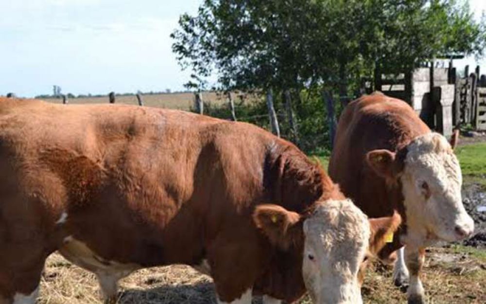 Lanzan la exposici�n de la Sociedad Rural