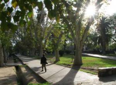 Cambiar� el sistema de multas por poda mal hecha