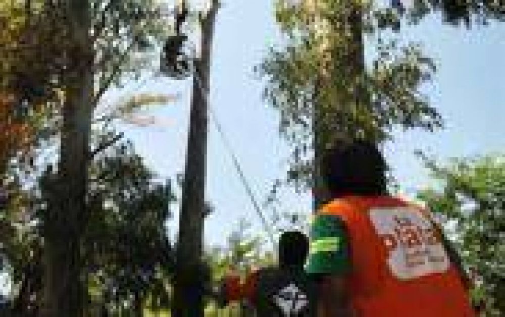 La Plata: Comenz� la temporada de poda en la Ciudad