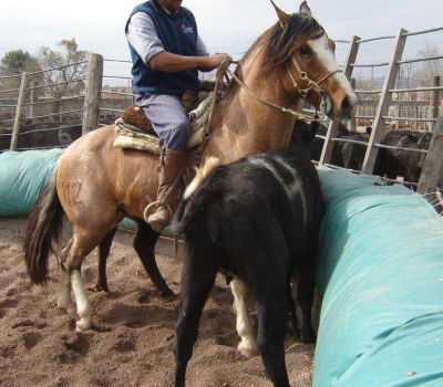13� Exposici�n de Caballos Criollos �Salta B�