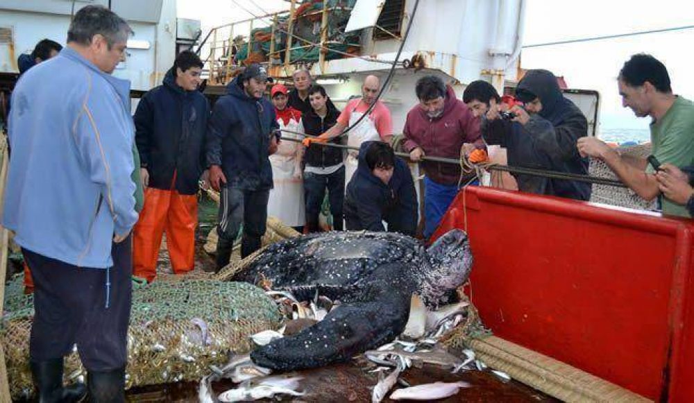 Pescando en el golfo San Mat�as salvan a una tortuga de la red de arrastre