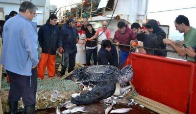 Pescando en el golfo San Mat�as salvan a una tortuga de la red de arrastre