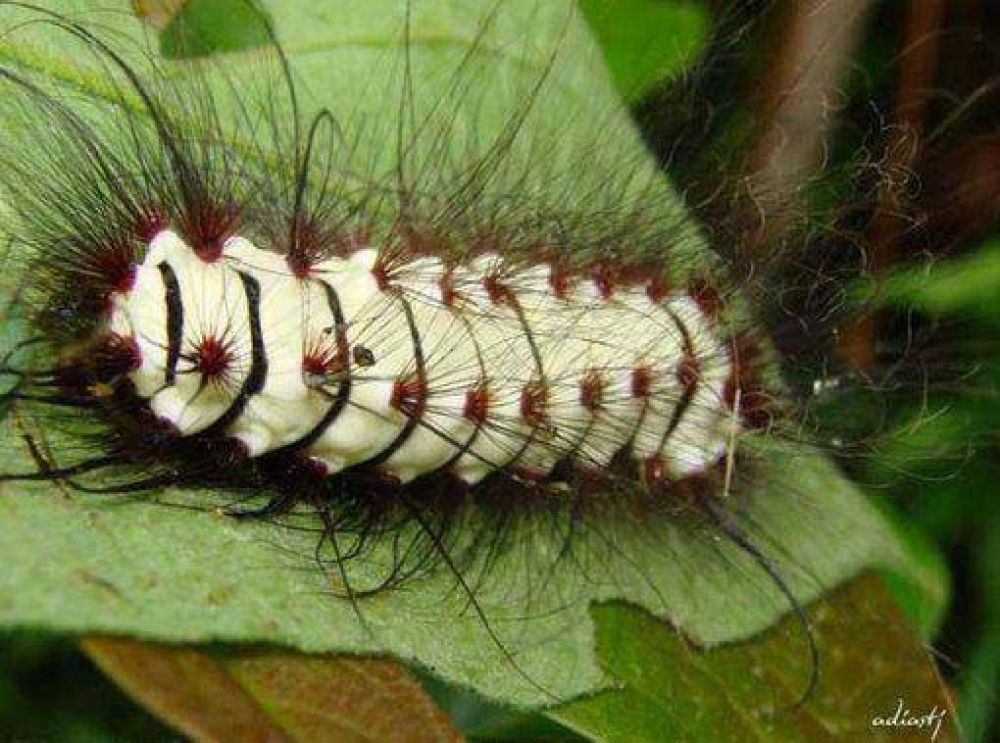 Joven picado por gusano venenoso evoluciona favorablemente