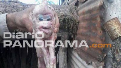 Lechones deformes asombran a la ciudad de Herrera