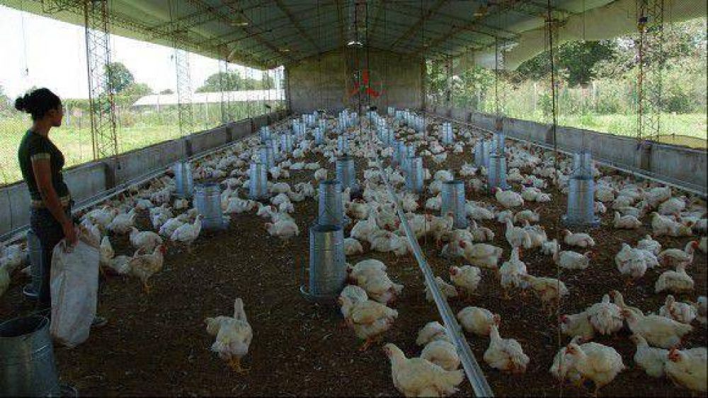 Crean la Mesa Av�cola: Un nuevo espacio de trabajo t�cnico
