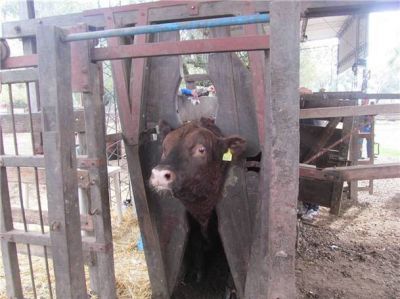 Finaliz� la admisi�n de animales a concurso en la Expo Angus de Oto�o