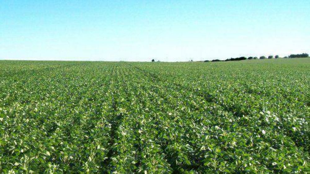 Esperan cosecha r�cord de soja, cercana a los 55 millones de toneladas