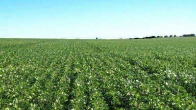 Esperan cosecha r�cord de soja, cercana a los 55 millones de toneladas