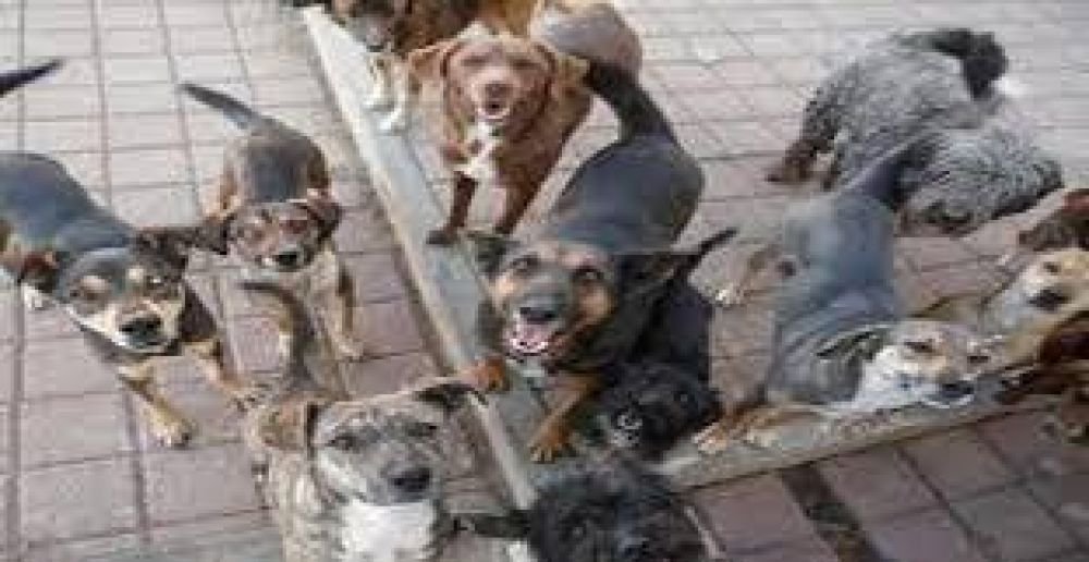 Secuestran los perros de la casa de �Viejo Lobo�