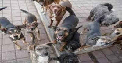 Secuestran los perros de la casa de �Viejo Lobo�