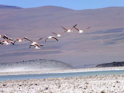 Importante hallazgo para la biodiversidad de la puna salte�a