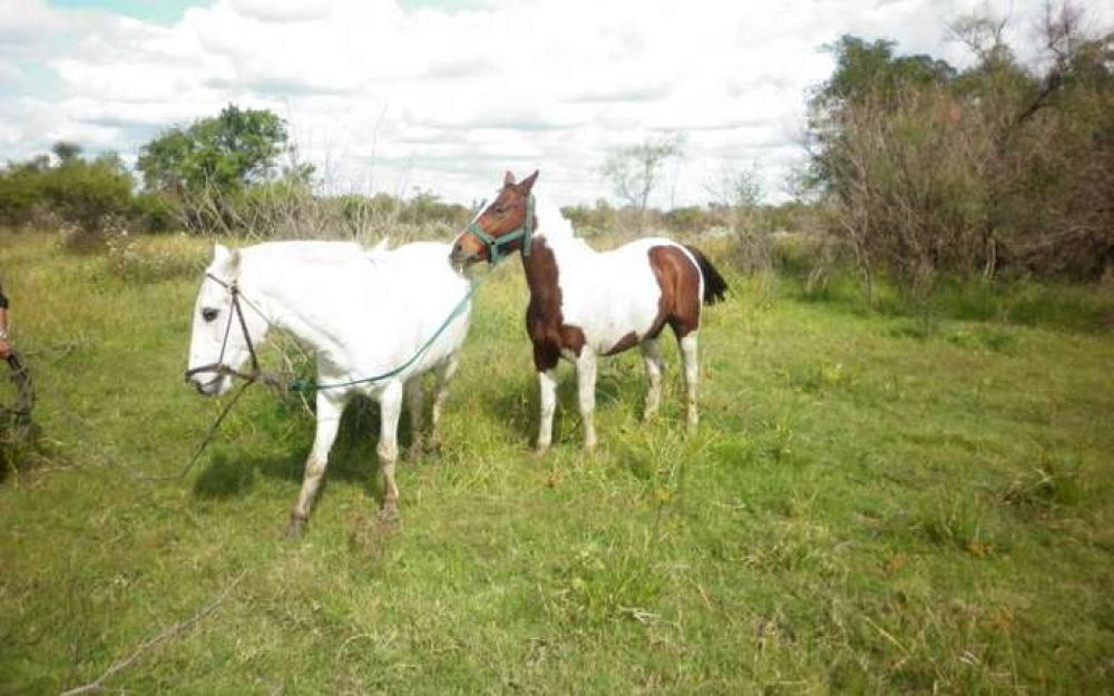En Concordia recuperaron dos caballos robados en San Salvador